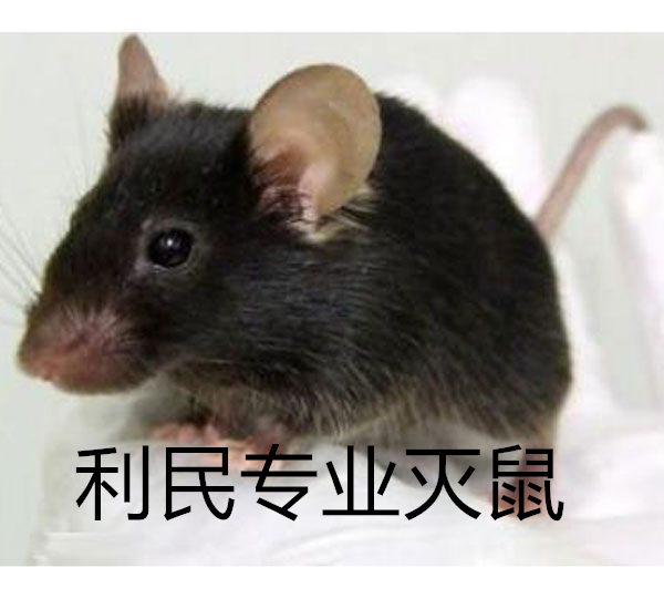 滅四害